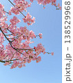 河津桜 138529968
