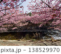 河津桜 138529970