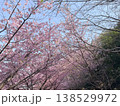 河津桜 138529972