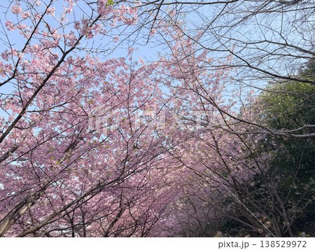河津桜 河津桜 138529972