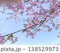 河津桜 138529973