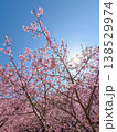 河津桜 138529974
