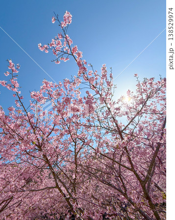 河津桜 138529974
