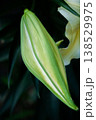 つぼみ 138529975