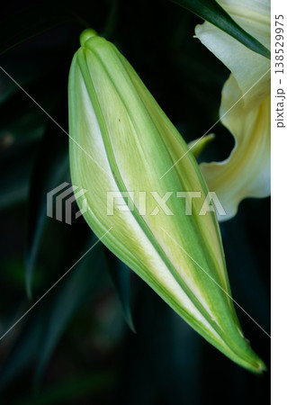 つぼみ つぼみ 138529975