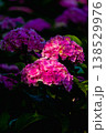 紫陽花 138529976