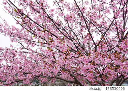 カワヅザクラ　河津桜　狩野川沿い　早春 138530006