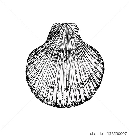 Vector illustration of a scallop seashell in vintage engraving style. Detailed texture and fine lines. Suitable for marine design, logos, packaging, prints or coastal decor 138530007