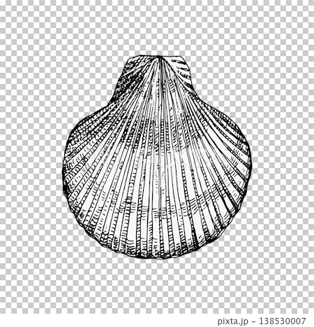 Vector illustration of a scallop seashell in vintage engraving style. Detailed texture and fine lines. Suitable for marine design, logos, packaging, prints or coastal decor 138530007