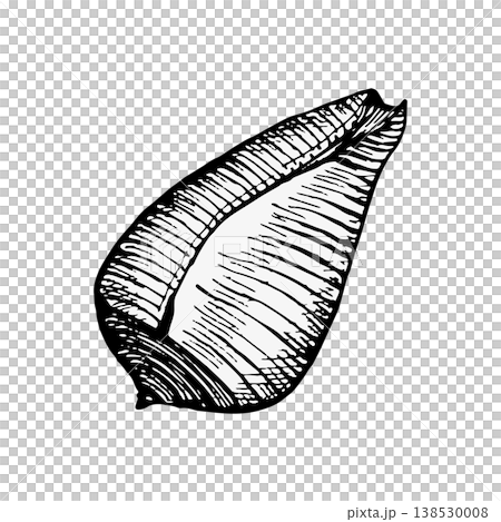Vector illustration of a seashell side view. Engraving style with bold contours and fine texture lines. Suitable for marine themes, logos, packaging, prints, vintage design, or coastal branding Vector illustration of a seashell side view. Engraving style with bold contours and fine texture lines. Suitable for marine themes, logos, packaging, prints, vintage design, or coastal branding 138530008