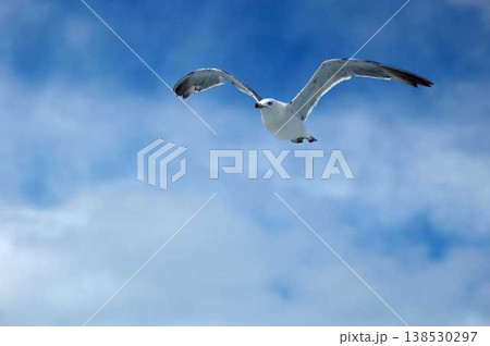 空を飛ぶカモメ 空を飛ぶカモメ 138530297