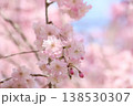枝垂れ桜 138530307