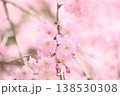 枝垂れ桜 138530308