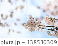 ソメイヨシノと青空 138530309