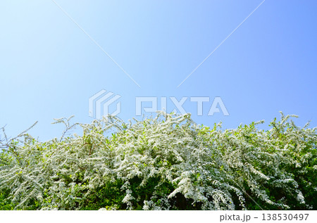 青空に映えるユキヤナギの花 138530497