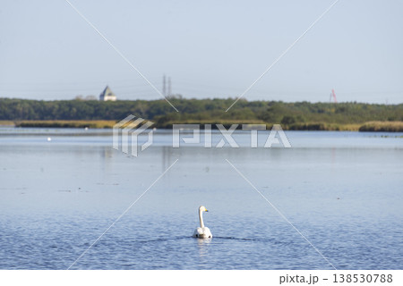 湖を優雅に泳ぐ白鳥の風景 北海道の冬の訪れ 自然 観光 イメージ 138530788