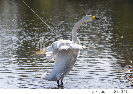 羽ばたくオオハクチョウ 躍動感のある水しぶきと逆光に輝く翼の風景 138530792