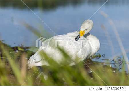 前ボケ越しに見るオオハクチョウの羽繕い 自然な姿の穏やかな水辺の風景 138530794