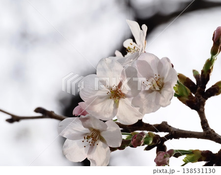 ソメイヨシノのサクラの花 ソメイヨシノのサクラの花 138531130