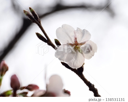 ソメイヨシノのサクラの花 ソメイヨシノのサクラの花 138531131