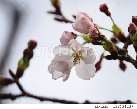 ソメイヨシノのサクラの花 ソメイヨシノのサクラの花 138531137
