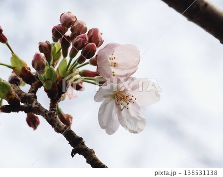 ソメイヨシノのサクラの花 ソメイヨシノのサクラの花 138531138