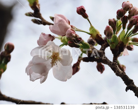 ソメイヨシノのサクラの花 ソメイヨシノのサクラの花 138531139