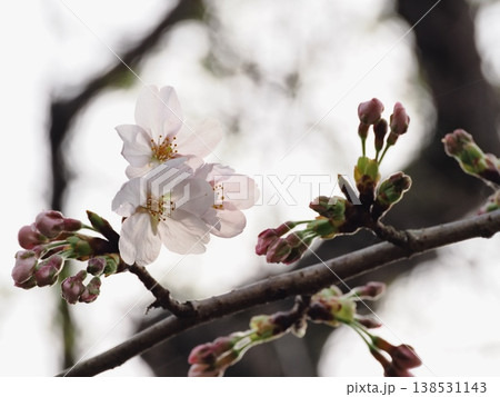 ソメイヨシノのサクラの花 ソメイヨシノのサクラの花 138531143