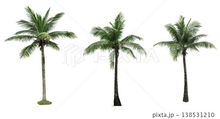 Coconut tree isolated on white background used for advertising decorative architecture. Summer and paradise beach concept. Tropical coconut tree isolated. Palm tree with green leaves in summer. Coconut tree isolated on white background used for advertising decorative architecture. Summer and paradise beach concept. Tropical coconut tree isolated. Palm tree with green leaves in summer. 138531210