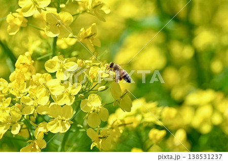 菜の花にミツバチ 138531237