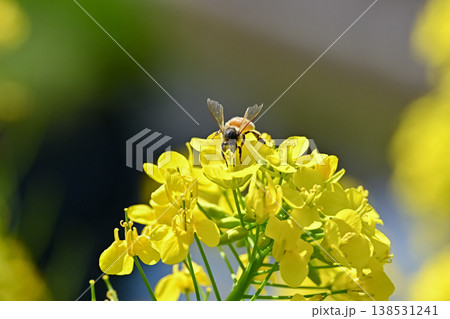 菜の花にミツバチ 138531241