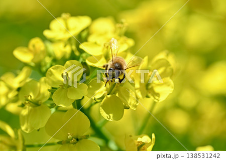 菜の花にミツバチ 138531242