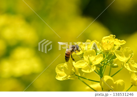 菜の花にミツバチ 138531246