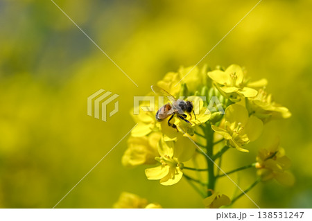 菜の花にミツバチ 138531247