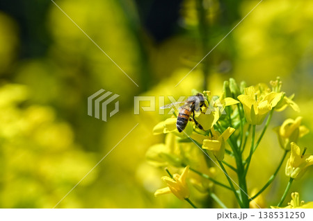 菜の花にミツバチ 138531250
