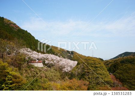桜に囲まれた河内さくら公園展望台 桜に囲まれた河内さくら公園展望台 138531283