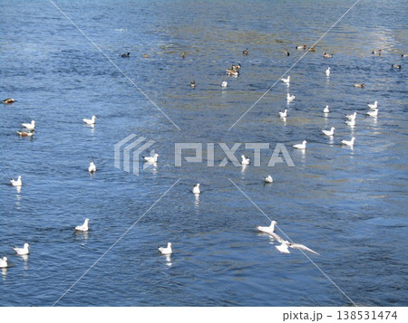 花見川河口の冬の渡り鳥ユリカモメ 138531474