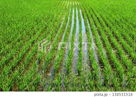 農業イメージ 田植え後の水田 農業イメージ 田植え後の水田 138531518
