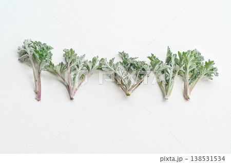 摘んだよもぎの芽 摘んだよもぎの芽 138531534