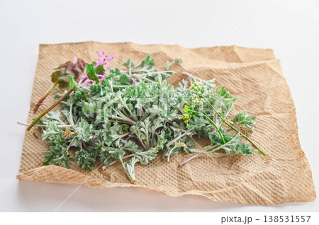 摘んだ生よもぎ 138531557