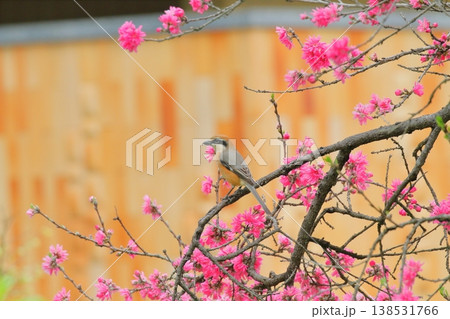 菊桃に止まるモズ（雄） 138531766