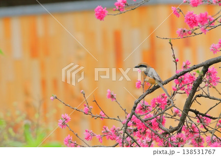 菊桃に止まるモズ（雄） 138531767