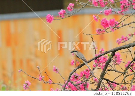 菊桃に止まるモズ（雄） 138531768