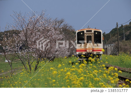 平成筑豊鉄道のディーゼルカーと菜の花＆桜 138531777