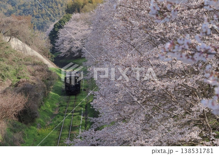 平成筑豊鉄道のディーゼルカーと菜の花&桜 平成筑豊鉄道のディーゼルカーと菜の花&桜 138531781