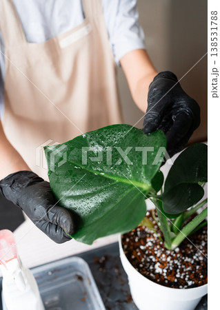 Hands in black gloves carefully checking the health of a houseplant leaf. Hands in black gloves carefully checking the health of a houseplant leaf. 138531788