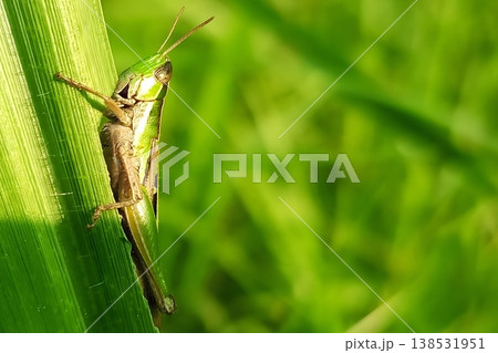 Green grasshopper on grass blade Green grasshopper on grass blade 138531951