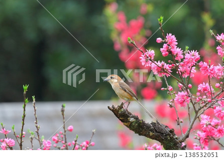 菊桃に止まるモズ(雌) 菊桃に止まるモズ(雌) 138532051