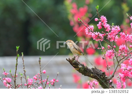 菊桃に止まるモズ（雌） 138532052