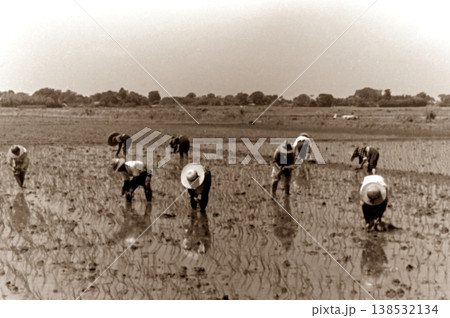 古写真 1957年 日本の農村の田植え風景 古写真 1957年 日本の農村の田植え風景 138532134
